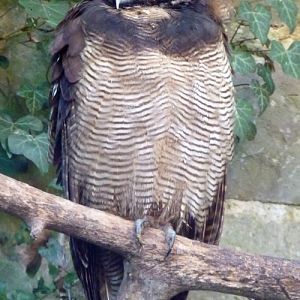 Brown wood owl (Strix leptogrammica)
