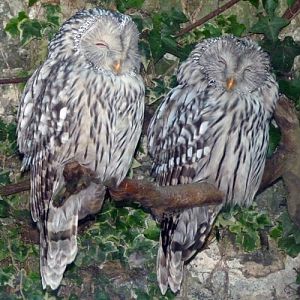 Ural owl (Strix uralensis) pair