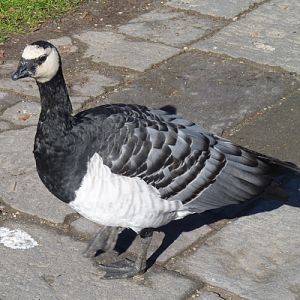 Free-flying barnacle goose (Branta leucopsis)