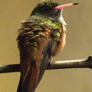 Emerald hummingbird (Amazilia amazilia)