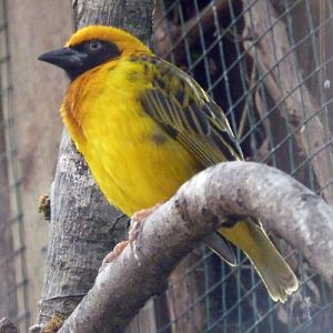 Speke's weaver (Ploceus spekei)
