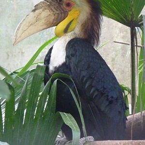 Wreathed hornbill (Aceros undulatus)