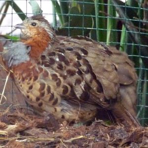 Chinese bamboo partridge (Bambusicola thoracica)