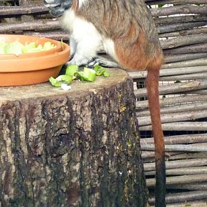 Cotton-top tamarin (Saguinus oedipus)
