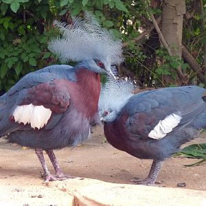 Sclater's southern crowned pigeon (Goura scheepmakeri ssp. sclaterii)