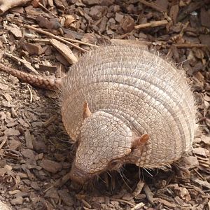 Screaming hairy armadillo (Chaetophractus vellerosus)