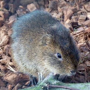 Brazilian guinea pig (Cavia aperea)