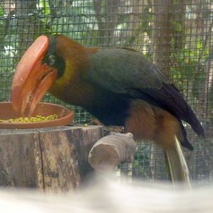 Rufous hornbill (Buceros hydrocorax)