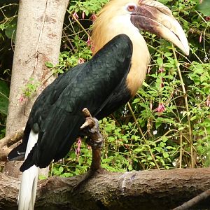 Papuan hornbill (Aceros plicatus)