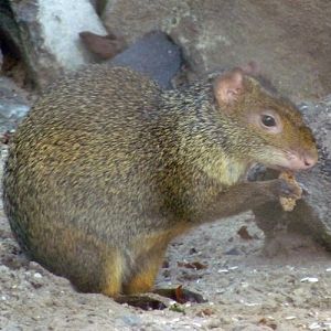 Azara's agouti (Dasyprocta azarae)