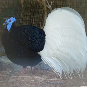 Bulwer's pheasant (Lophura bulweri) male