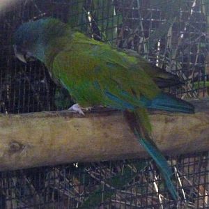 Blue-headed macaw (Ara couloni)