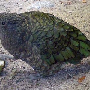 Kea (Nestor notabilis) eating apple