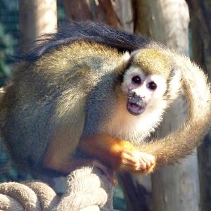 Common squirrel monkey (Saimiri sciureus)