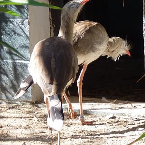Red-legged seriema (Cariama cristata) pair
