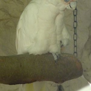 Little corella (Cacatua sanguinea)