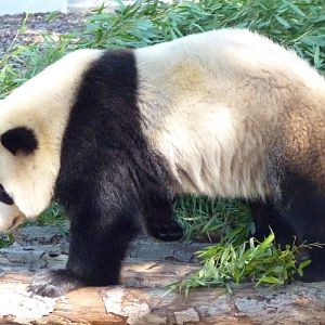 Giant panda (Ailuropoda melanoleuca)