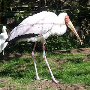 Yellow-billed stork (Mycteria ibis)