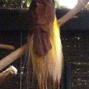 Greater bird of paradise (Paradisaea apoda)