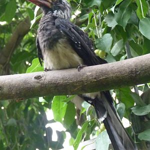 Crowned hornbill (Tockus alboterminatus)