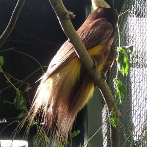 Lesser bird of paradise (Paradisaea minor)