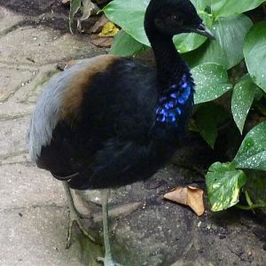 Grey-winged trumpeter (Psophia crepitans)