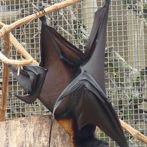 Lyle's flying fox (Pteropus lylei)