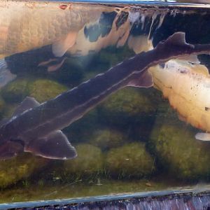 Sterlet (Acipenser ruthenus)