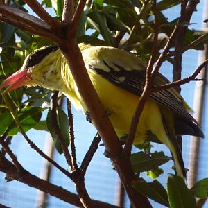 Black-naped oriole (Oriolus chinensis)