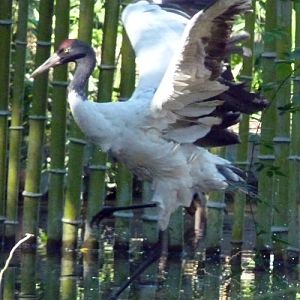 Black-necked crane (Grus nigricollis) trying to fly