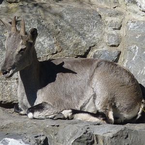 Bharal or blue sheep (Pseudois nayaur) female