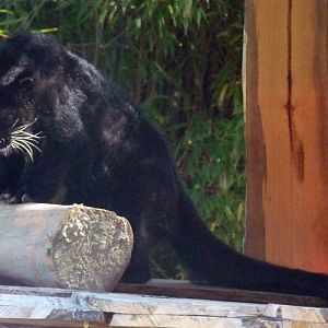 Binturong (Arctictis binturong)