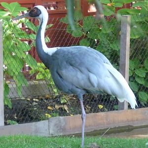 White-naped crane (Grus vipio)
