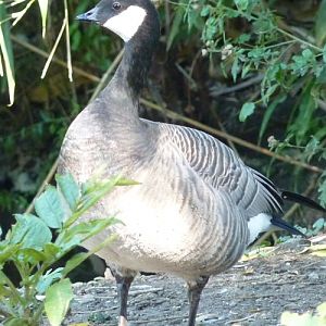 Small Canada goose (Branta canadensis ssp. minima)