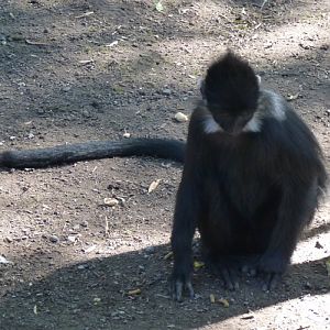 Francois' langur (Trachypithecus francoisi)