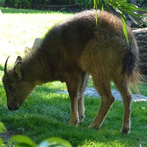 Central Chinese goral (Naemorhedus griseus ssp. arnouxianus)