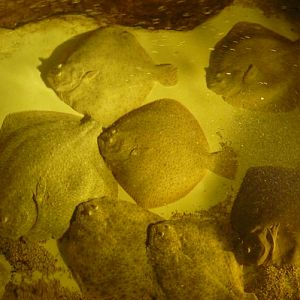 Very big Turbots (Psetta maxima)