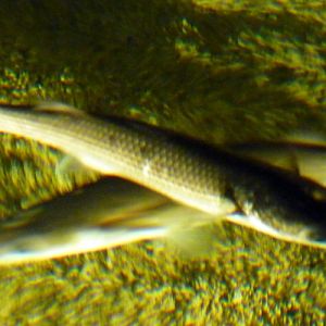 Flathead grey mullet (Mugil cephalus)??