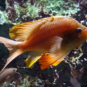 Swallowtail seaperch (Anthias anthias)