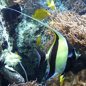 Moorish idol (Zanclus cornutus)