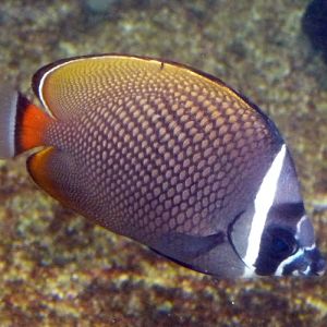 Red-tailed butterflyfish (Chaetodon collaris)