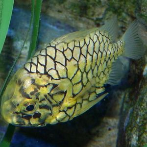 Japanese pineapplefish (Monocentris japonica)