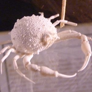 Leucosiid crab for ID????