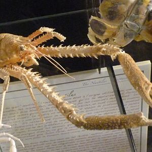 Squat lobster (Galatheidae) for ID????