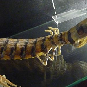 Zebra mantis shrimp (Lysiosquillina maculata)