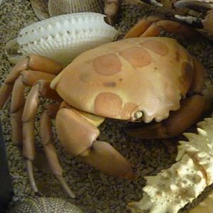 Seven-eleven crab (Carpilius maculatus)