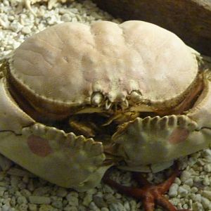 Spectacled box crab (Calappa philargius)