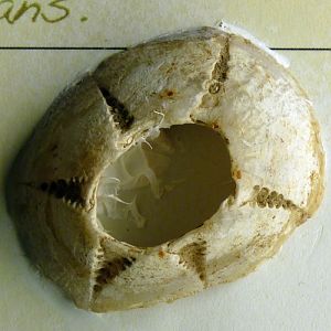 Sea acorn (sessile barnacle) for ID
