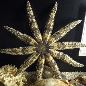 Ten-armed starfish, Luidia, perhaps Luidia magnifica??