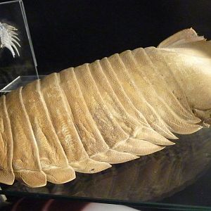 Giant isopod (Bathynomus sp.) for ID???